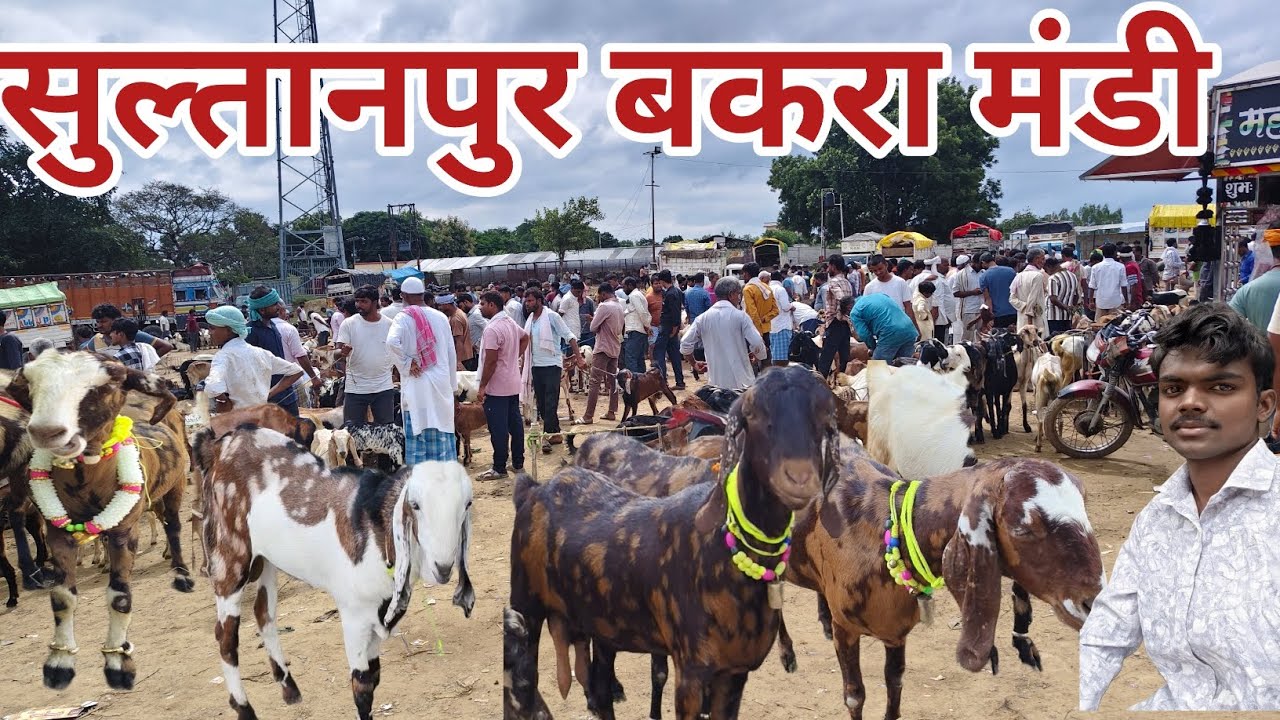 सुल्तानपुर बकरा मंडी || शानदार बकरी और बकरा मंडी में || सुल्तानपुर बकरा मंडी ||कमनगढ़ हाईवे बाई पास।