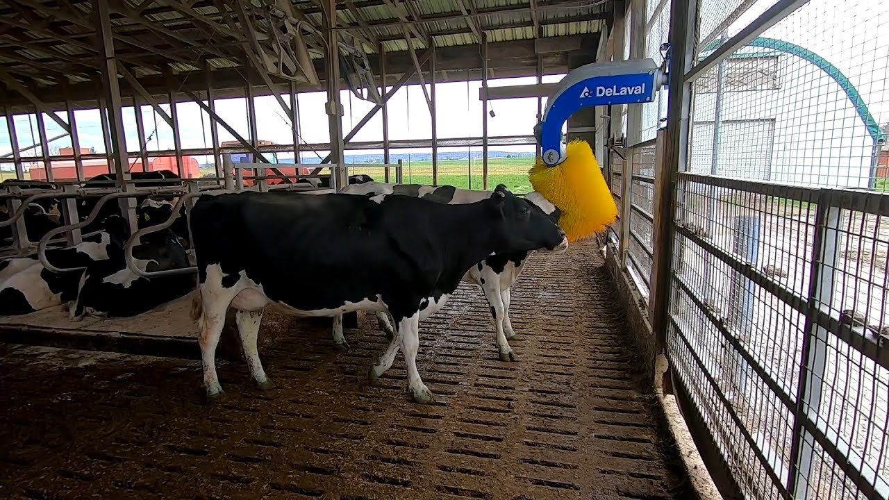 New DeLaval Cow Brush