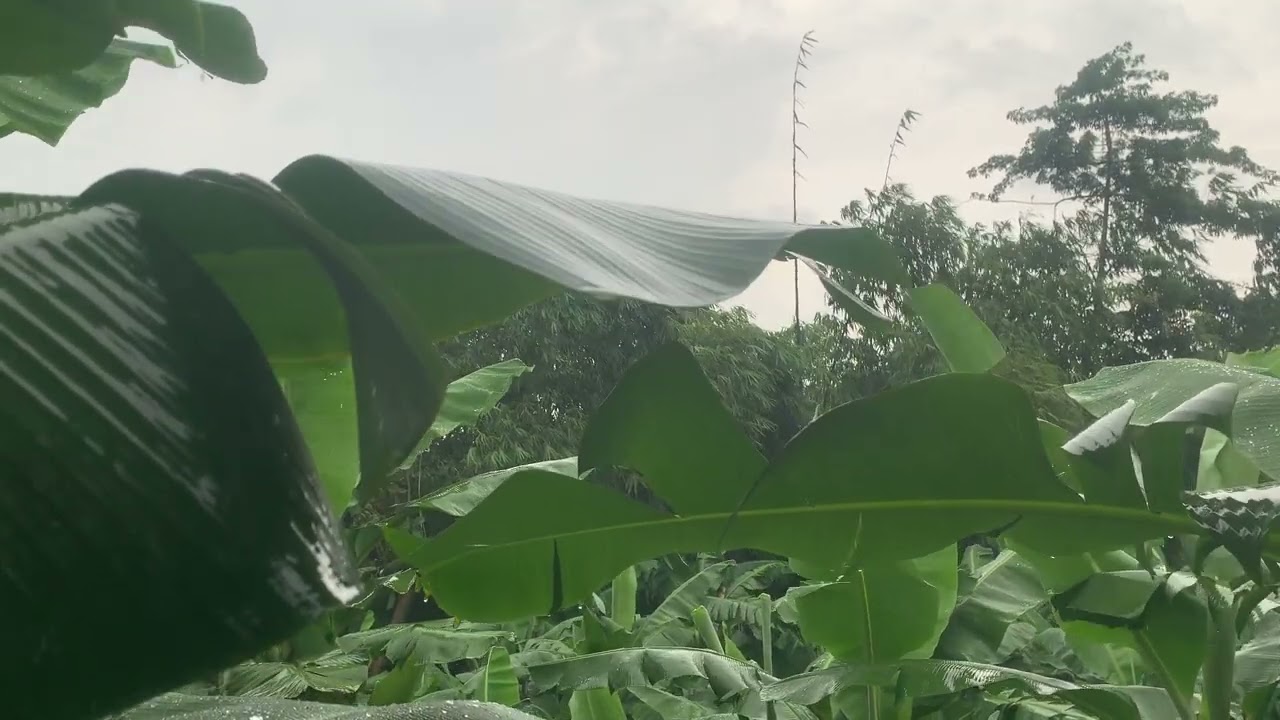 Banana farm Nature Sounds (Rain)