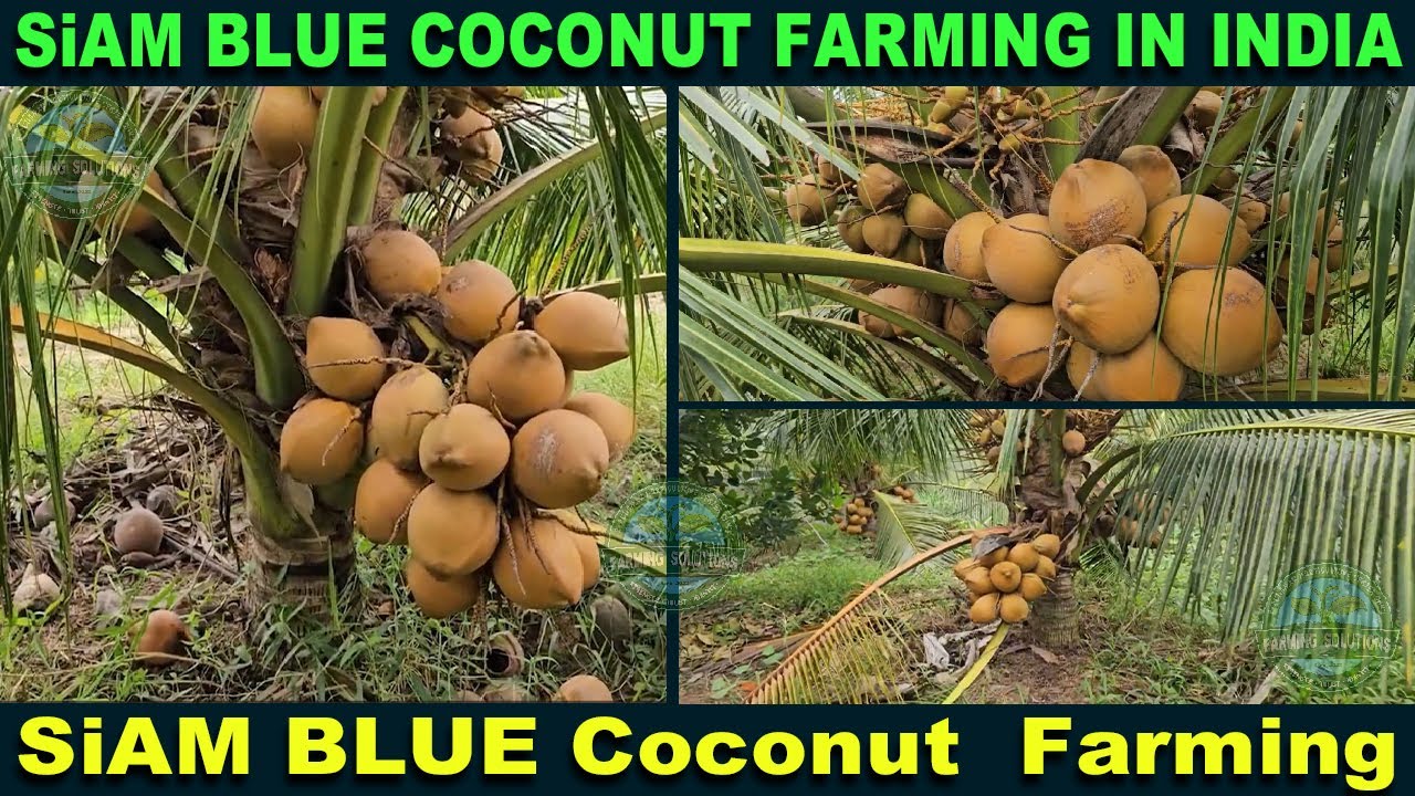 EP - C06 | Vietnam SiAM Blue Dwarf Coconut Farm Visit by SK MD RAFIK | KHC | BHC | SAL