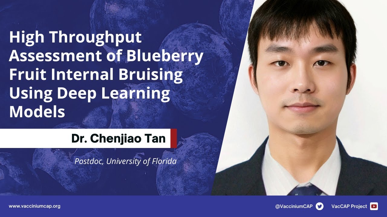 High Throughput Assessment of Blueberry Fruit Internal Bruising Using Deep Learning Models