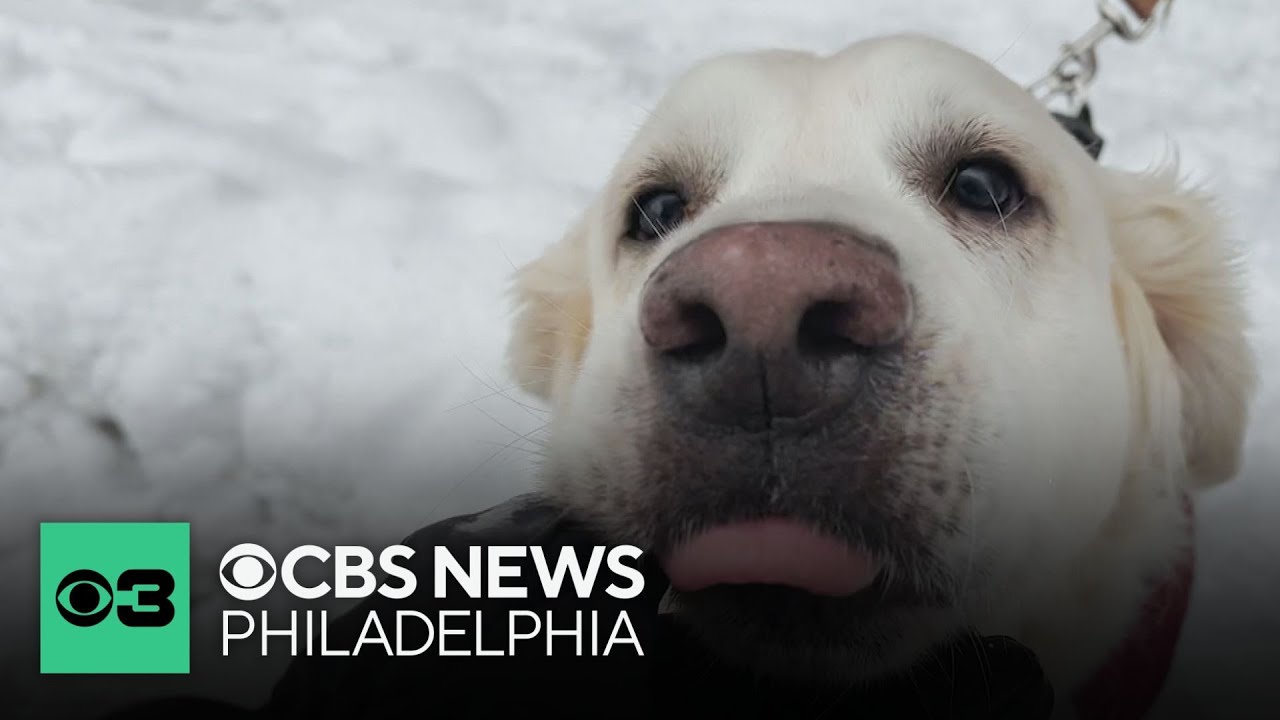 Dogs in Northern Liberties enjoy snow day: 