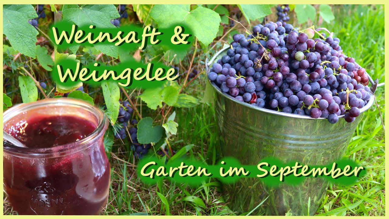Weinsaft & Weingelee im Selbstversorgergarten