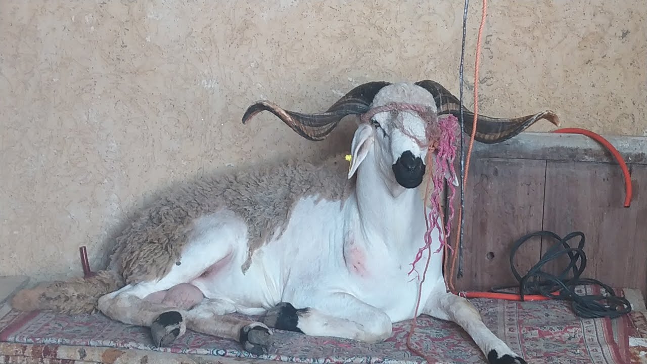 نهار مع بابا و ماما مشينا حتى لاخر نهار باش نشريو لحولي كانو باغيين يسرقوه لينا من يدينا