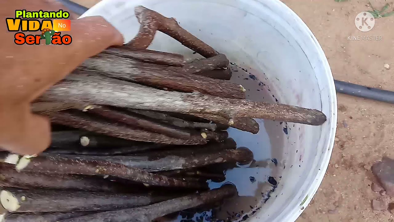 Como fazer mudas de imbu por galhos