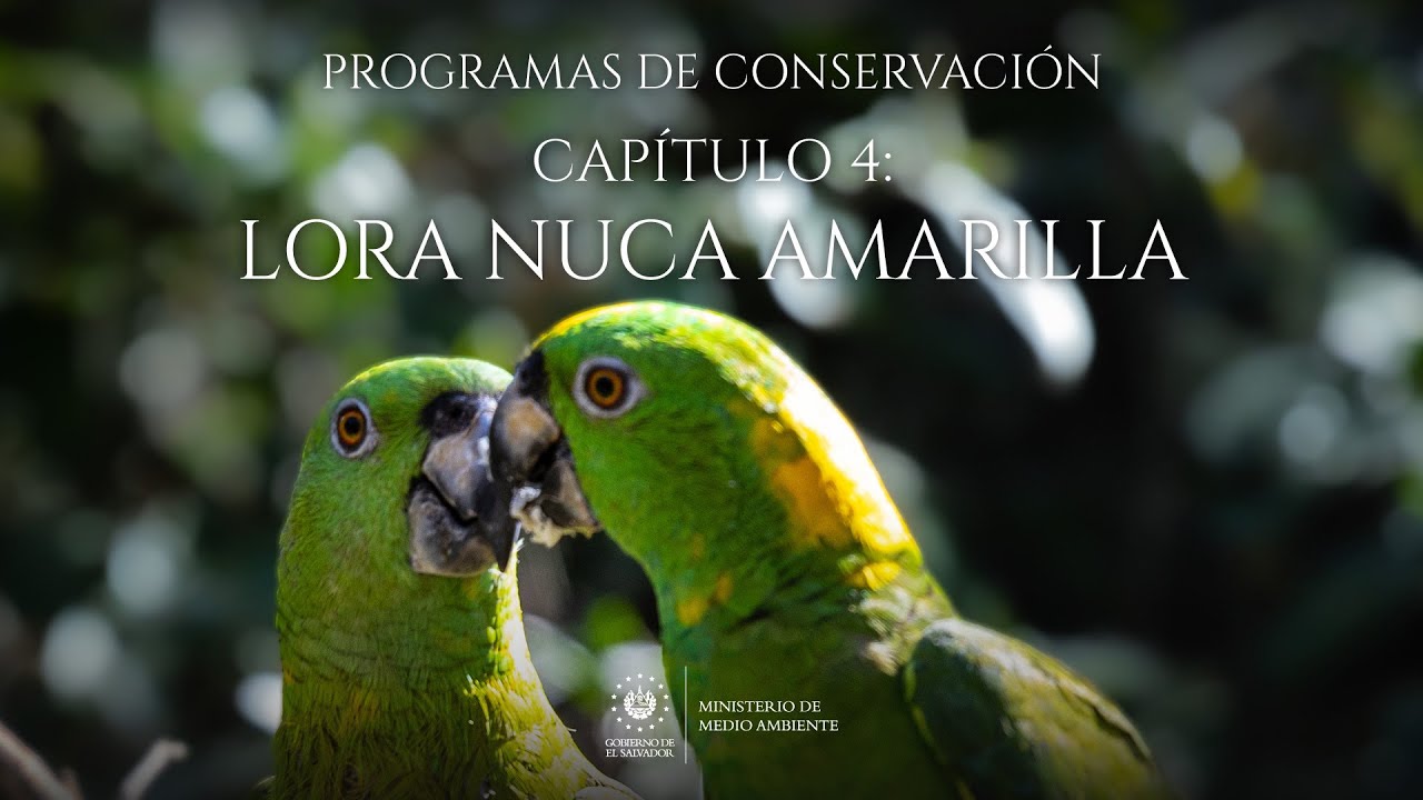 Capítulo 4 Lora nuca amarilla