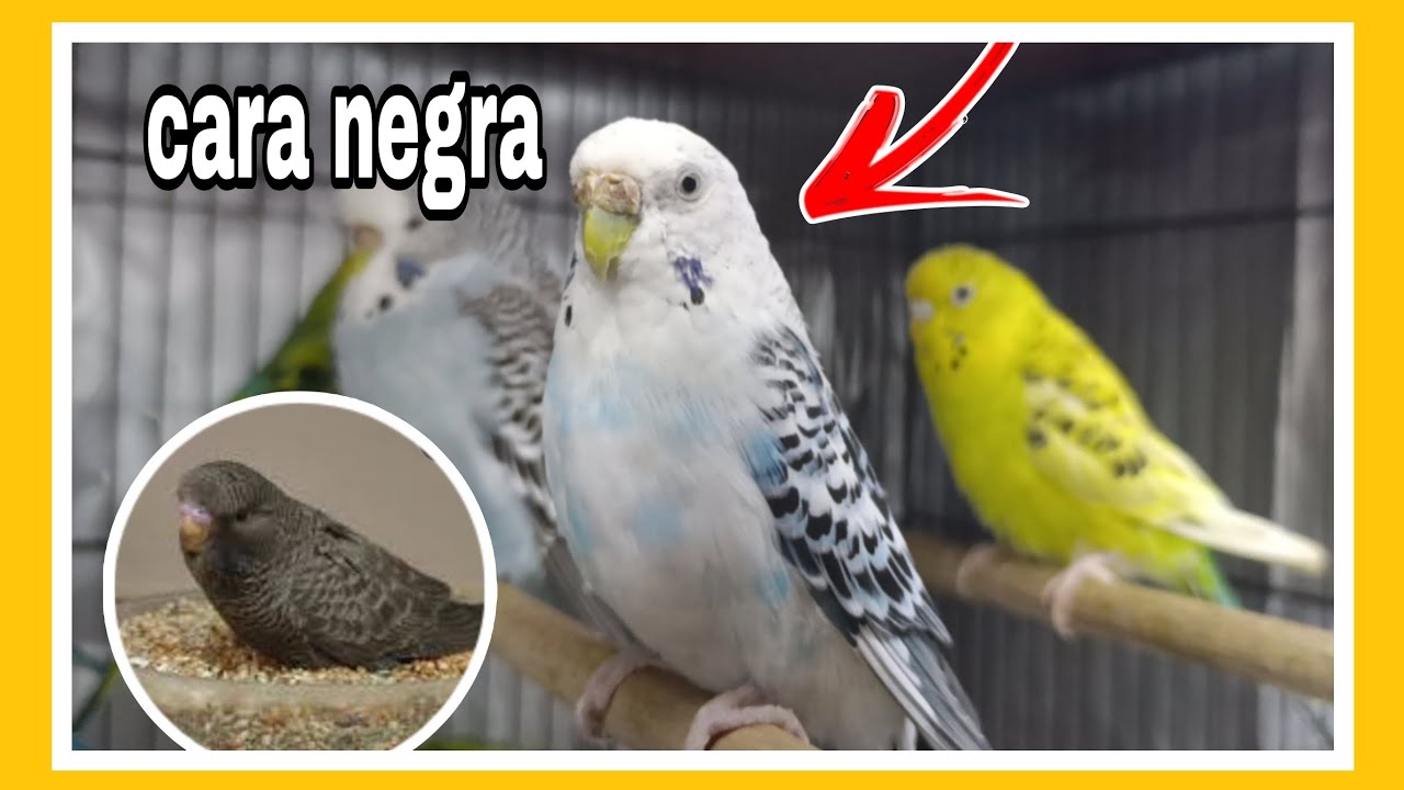 ¿COMO LOGRAR PERIQUITOS CARA NEGRA?