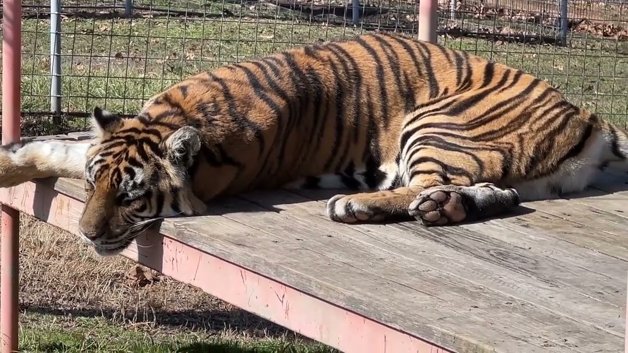 Tiger Jasmine2 Introduces TCWR's Amazon Wishlist