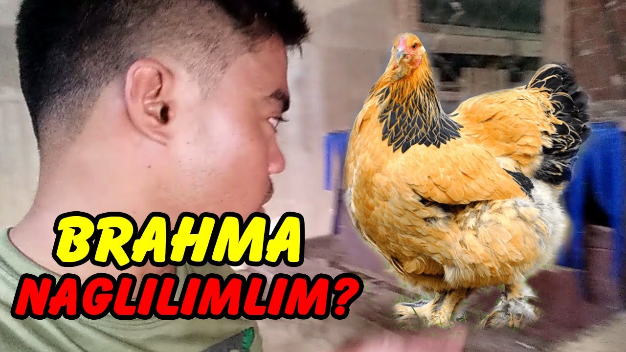 Naglilimlim ba ang Brahma?