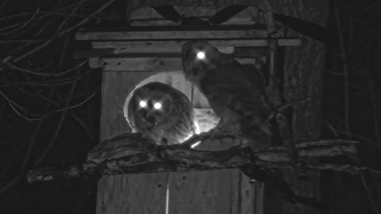 Barred Owls Have A Hoot During Crayfish Delivery At Nest Box | Mar. 16, 2026