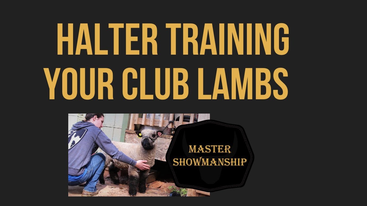 Halter Training Your Club Lambs