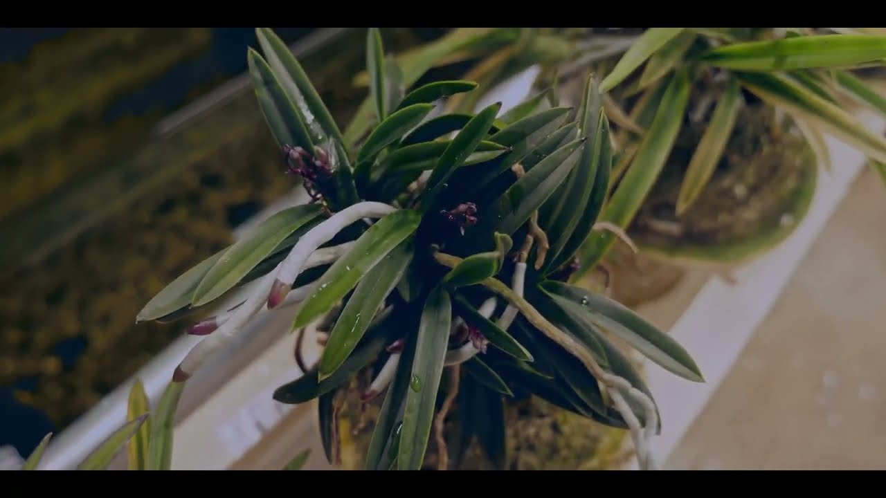 The Mega Update: Orchids, Neofinetia, Cacti, Succulents, and Goldfishies!