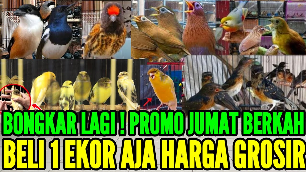 🔴 BONGKAR LAGI DI SPESIAL JUMAT BERKAH PROMO BELI ECER HARGA GROSIR 0838-7553-6945