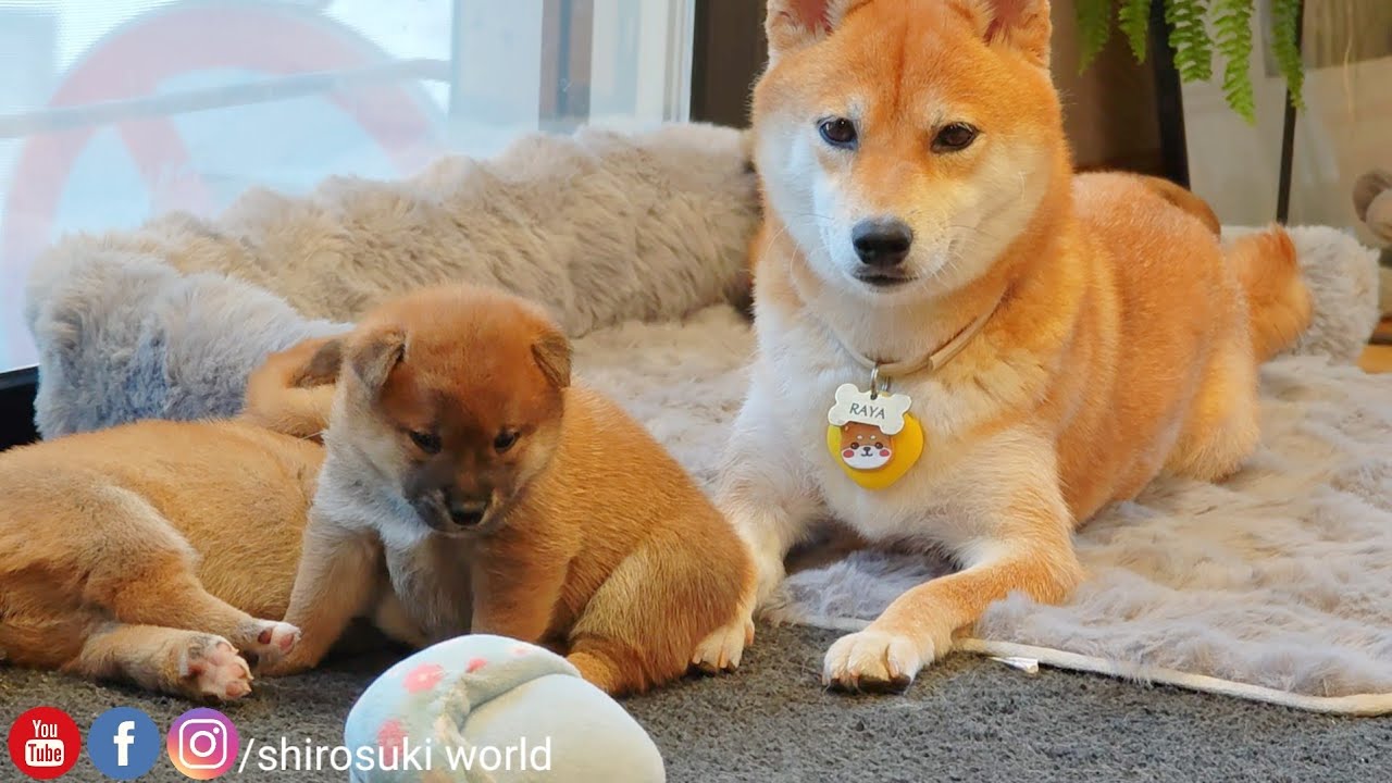 Big n' smol