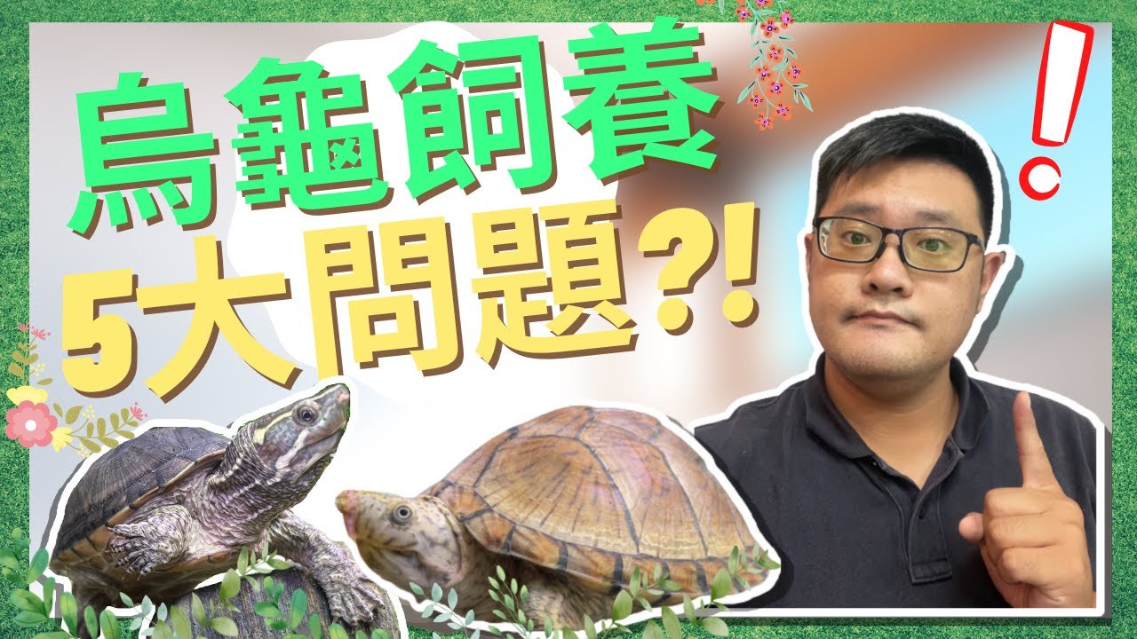 養烏龜五大問題?!原來牠們要的是這些!!!阿唄玩水族 EP.3 #烏龜 #飼養 #新手 #水族