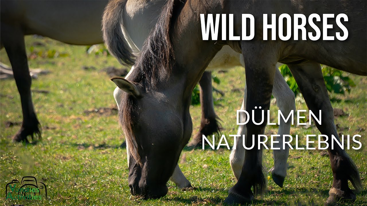Wild Horses – Wildpferde in Dülmen | Naturfotografie & Ausflugstipp NRW 🐎📸
