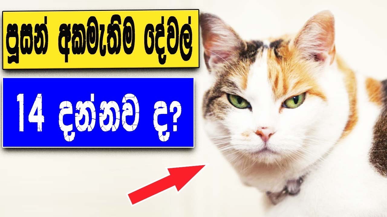 Cat Videos   Cat Hate Things Sinhala