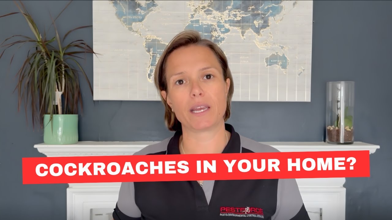 How to Get Rid of Cockroaches | Expert Advice from Natalie Bungay (Pestforce UK)