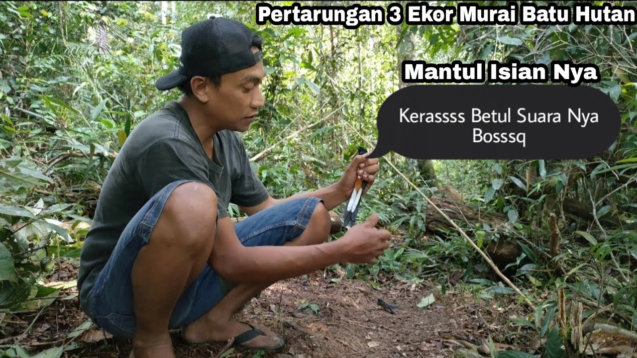 KETEMU LOKASI NYA MURAI BATU HUTAN || DAPAT YANG ISTIMEWA