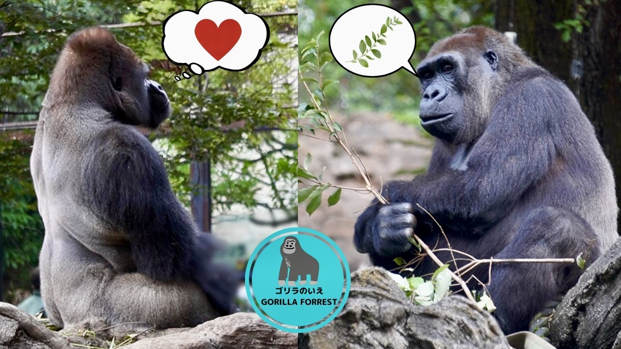 Silverback gorilla Haoko gazing at female Momoko lovingly【Ueno Zoo】