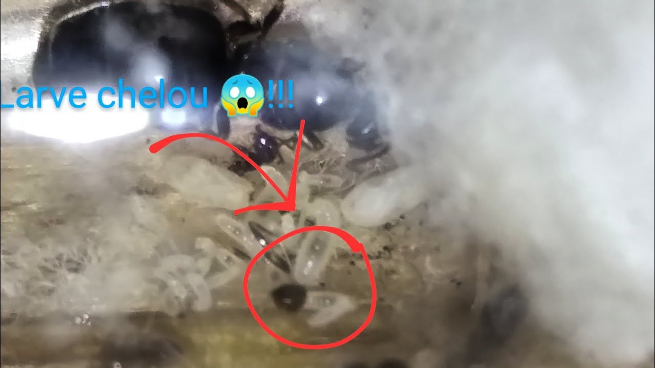 j'ai une larve bizzard dans ma fondation de Lasius Niger 😱- Le Bordélique (fourmies)