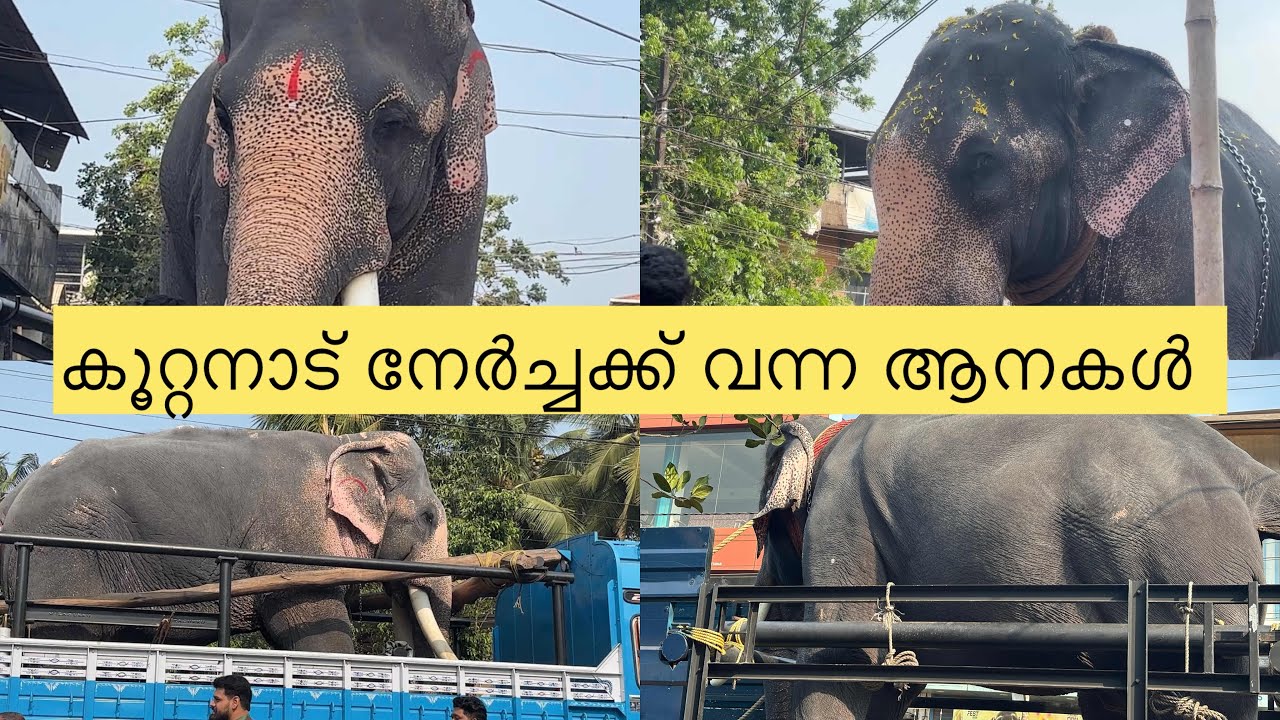 കൂറ്റനാട് നേർച്ചക്ക് എത്തിയ ആനകൾ/koottannadu /dudus midea/ 