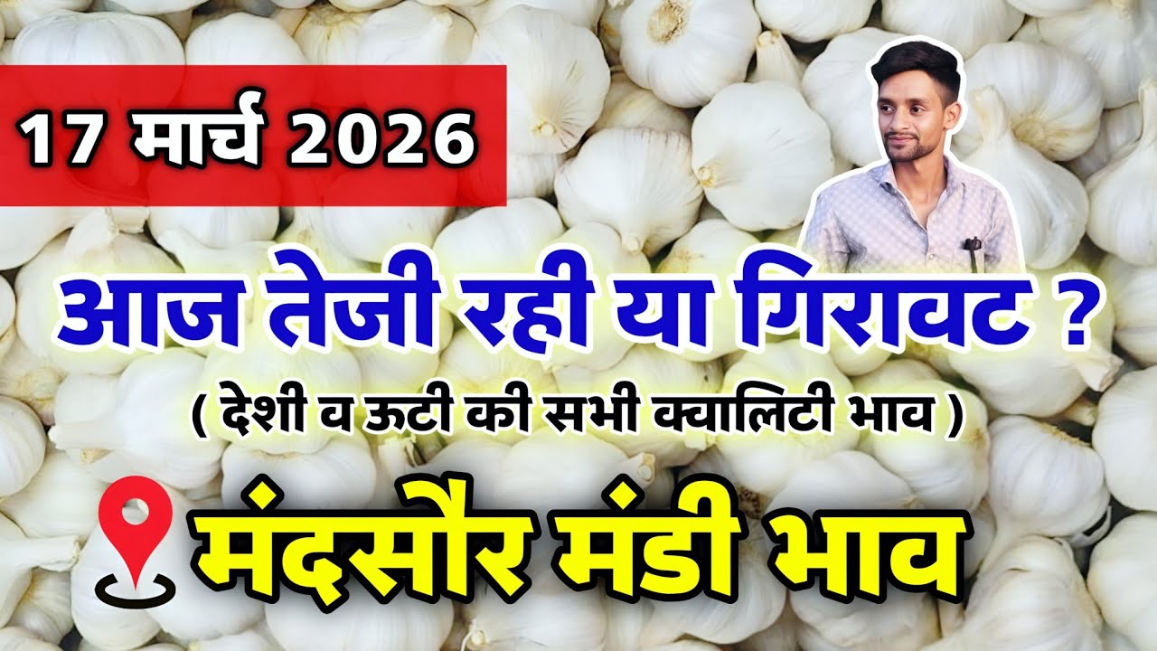 नई लहसुन का भाव मंदसौर मंडी 17 मार्च 2026 | ooty lahsun | New Garlic Rate #mandsaur_mandi_bhav 