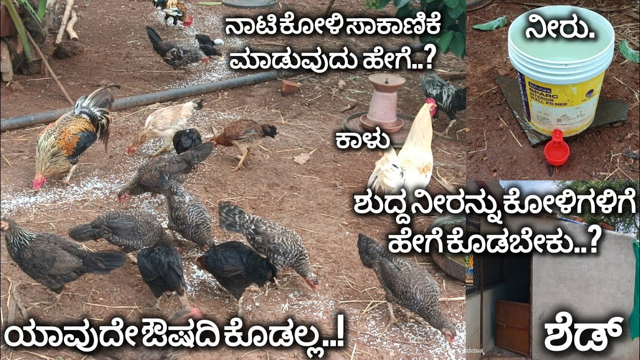 ನಾಟಿ ಕೋಳಿ ಸಾಕಾಣಿಕೆ ಮಾಡುವುದು ಹೇಗೆ.? | naati koli farming in karnataka | desi chicken farming in india