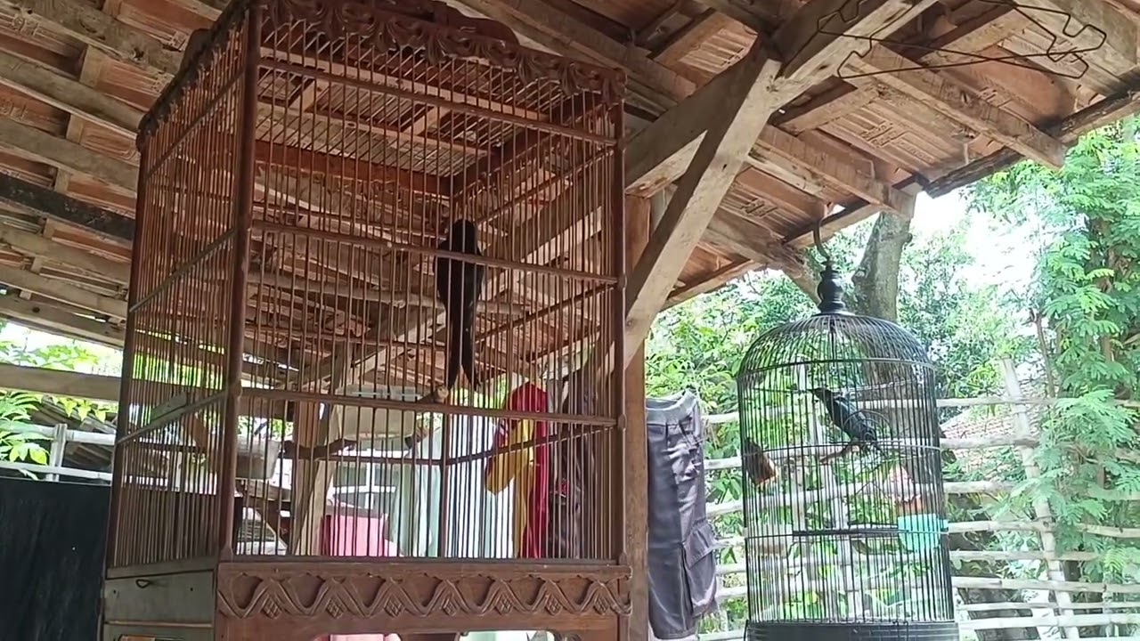 Cucak Keling vs srigunting hitam full isian 