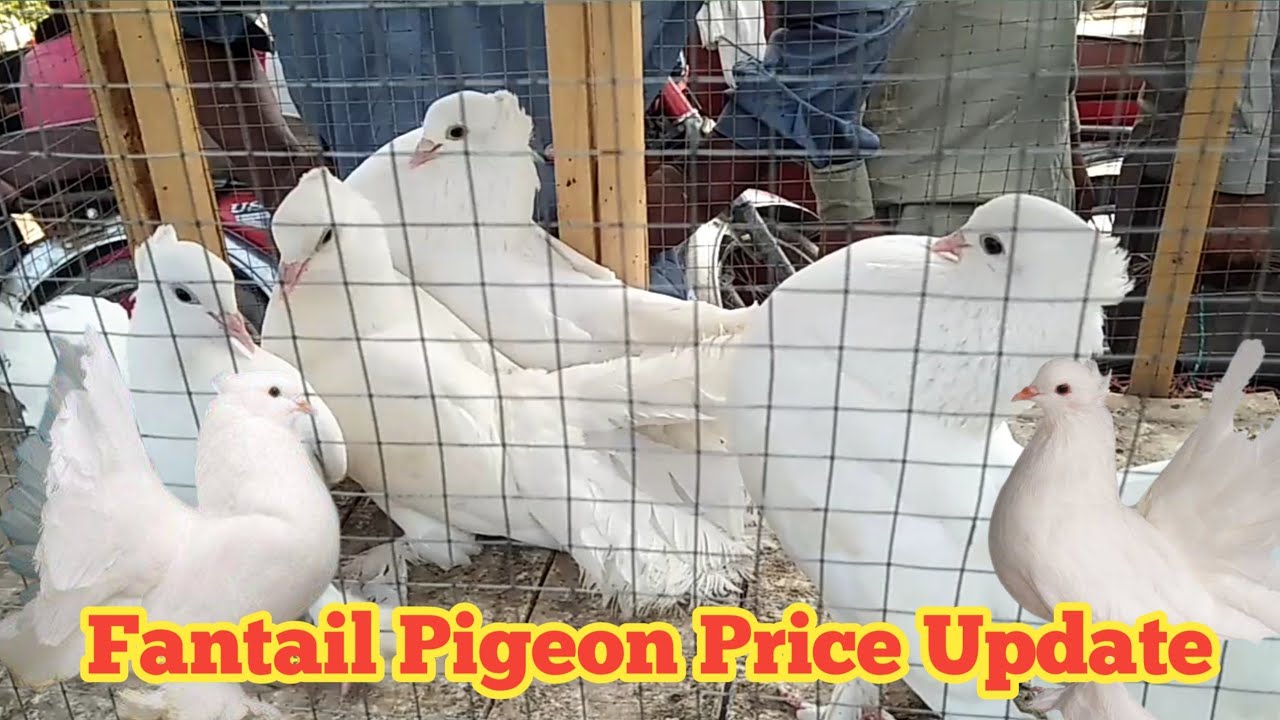 White Fantail pigeon price || Fantail pigeon price in pakistan