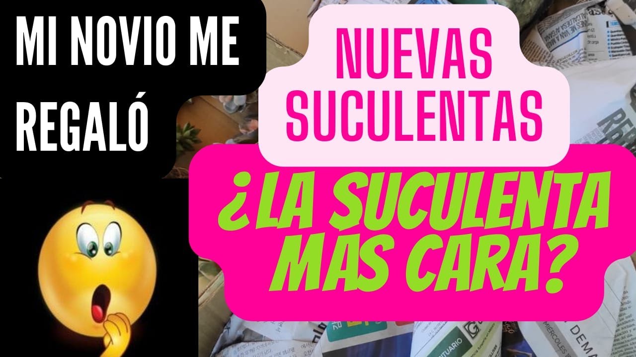 NUEVAS SUCULENTAS ABRIENDO REGALO DE CUMPLEAÑOS / SUCULENTAS DE COLECCION / ¿LA SUCULENTA MAS CARA?