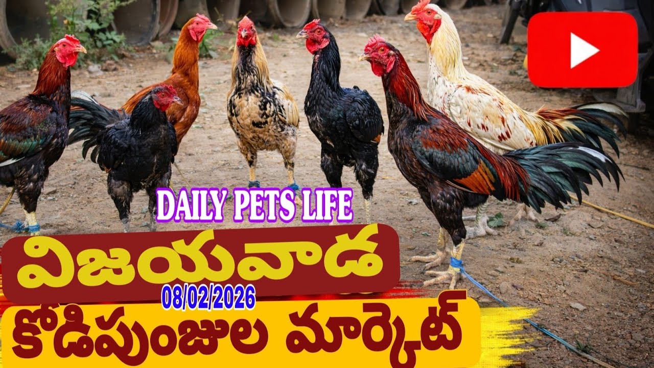 విజయవాడ కోడిపుంజుల సంత vijayawada kodipunjula market @Daily-pets-life #trending #viral #viralvideos 