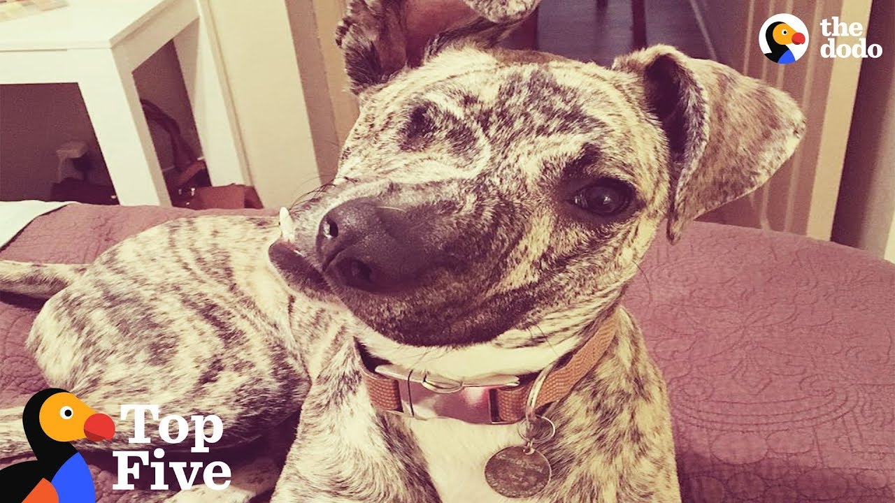 Special Dogs That Just Need Some Extra Love | The Dodo Top 5