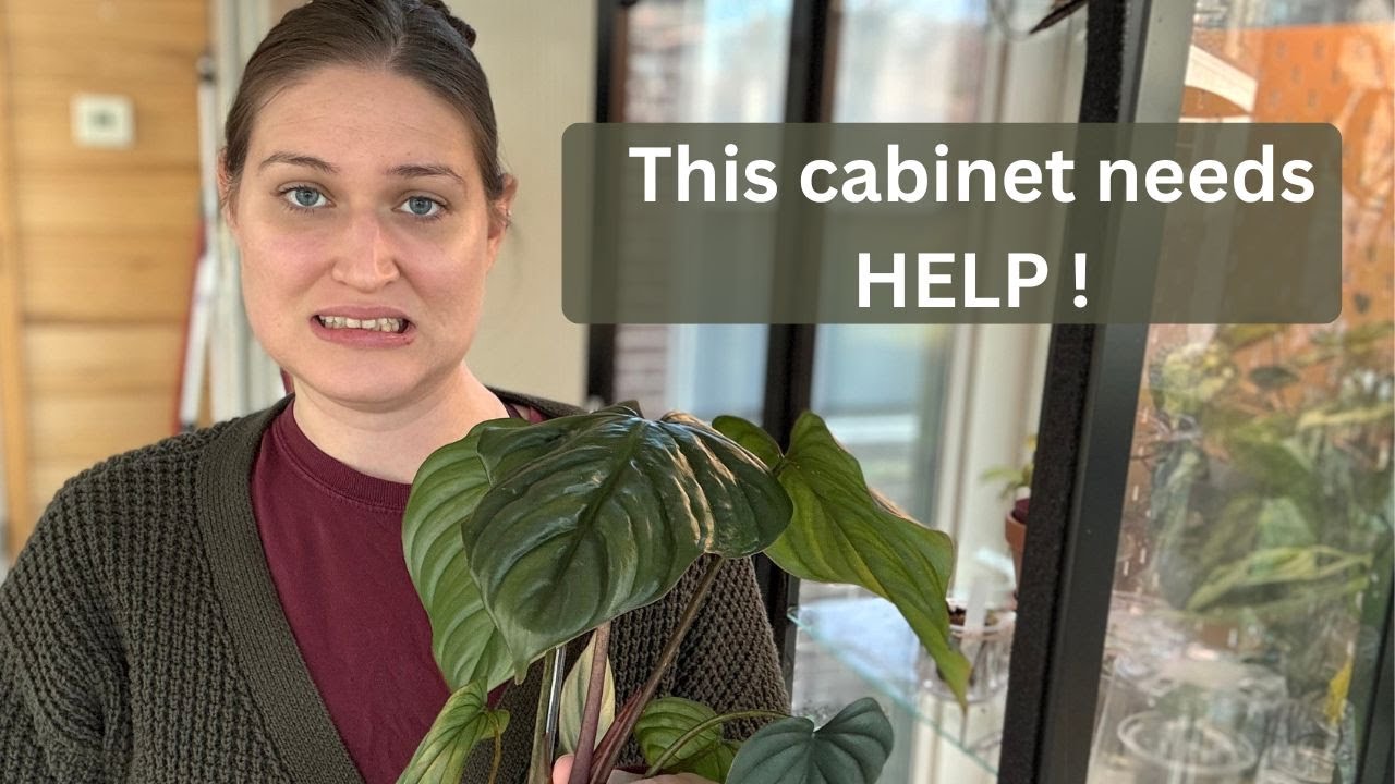 IKEA Greenhouse Deep Clean & Declutter for Winter | Wild plants, Dead Plants & Fungus Gnats 💀🌿