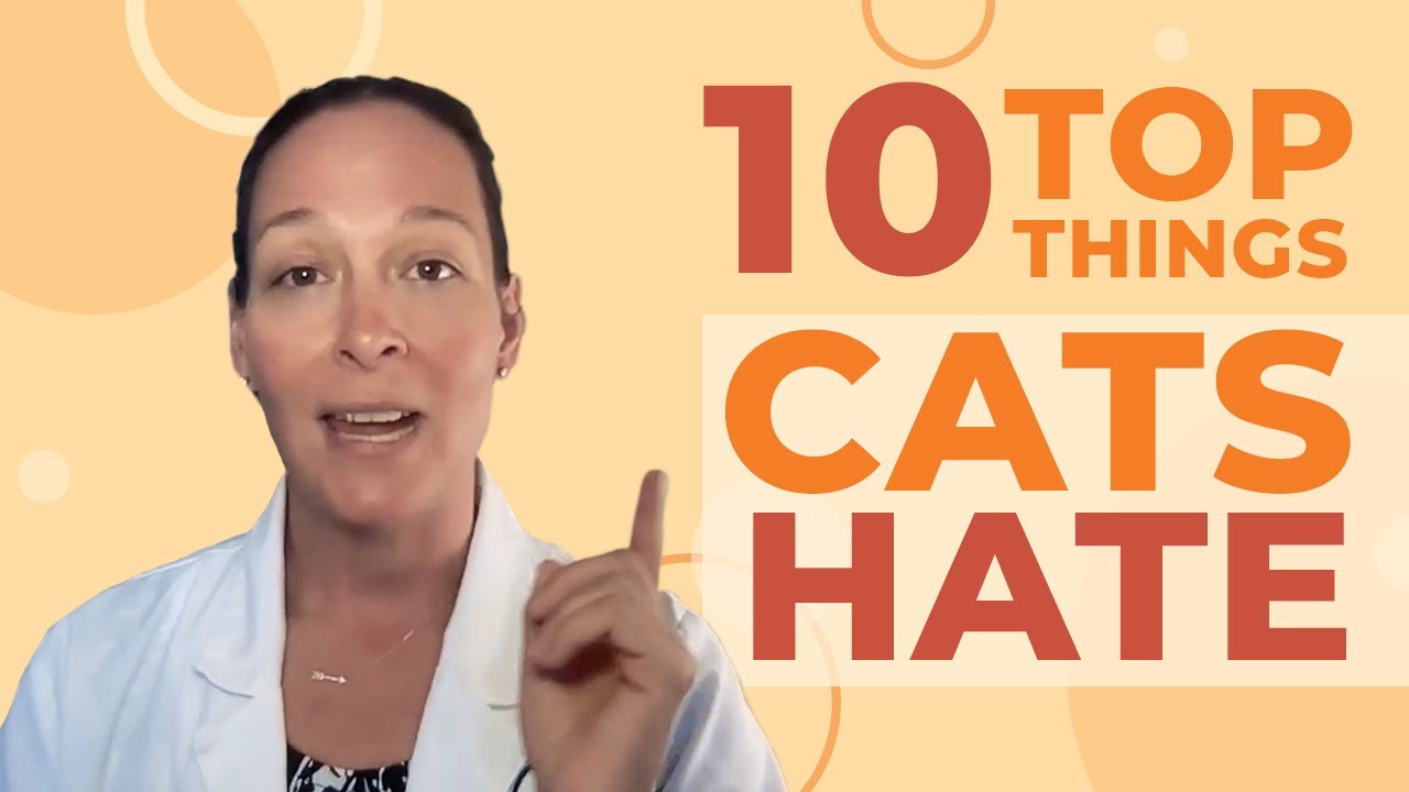 The 10 Things We Do That Cats Hate Most