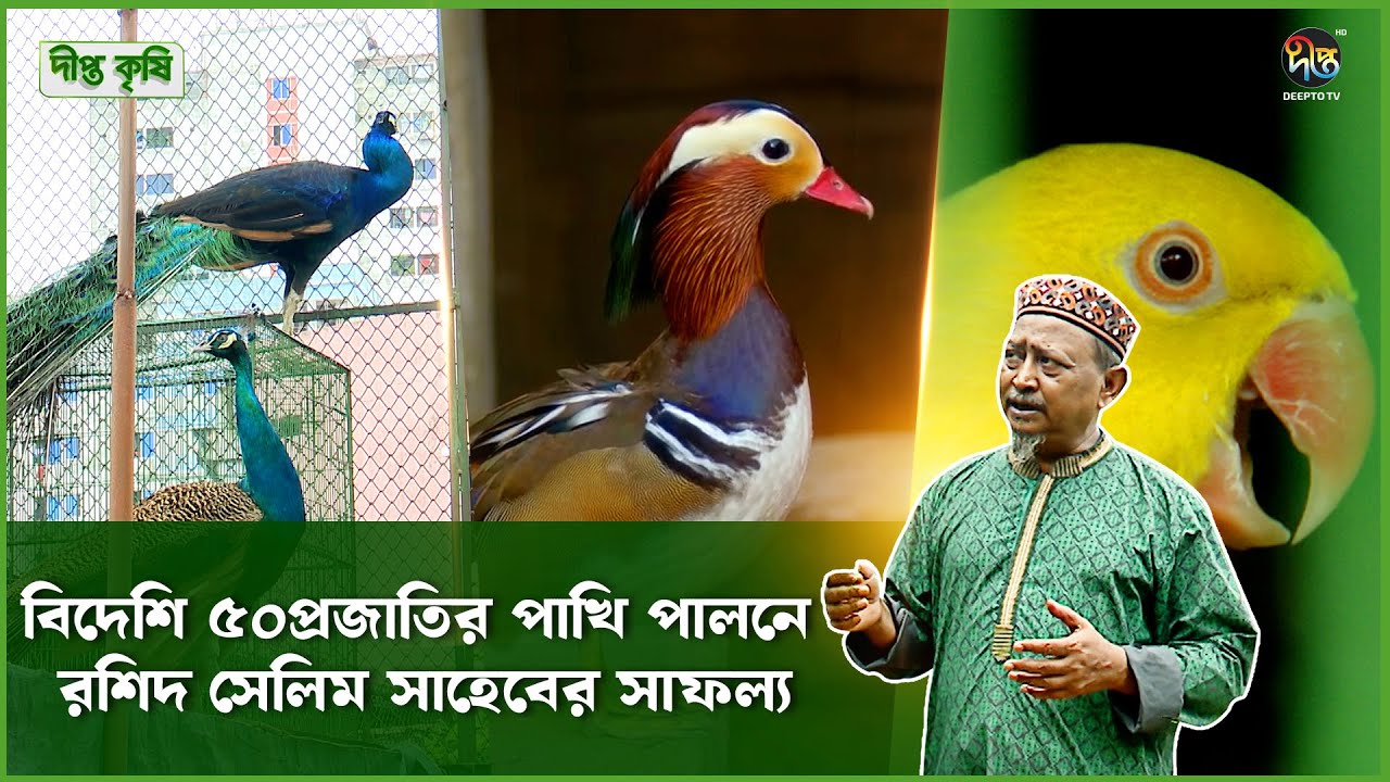 Deepto Krishi |  নারায়ণগঞ্জে সেলিম ভাইয়ের খামারে পৃথিবীর সবচেয়ে সুন্দর হাঁসের প্রজাতি ম্যান্ডারিন