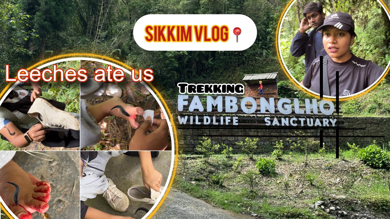 Playing holi with leeches at Fambonglho WL Sanctuary 😂🪱 #sikkim #travel #lifeisbutadream #chuli