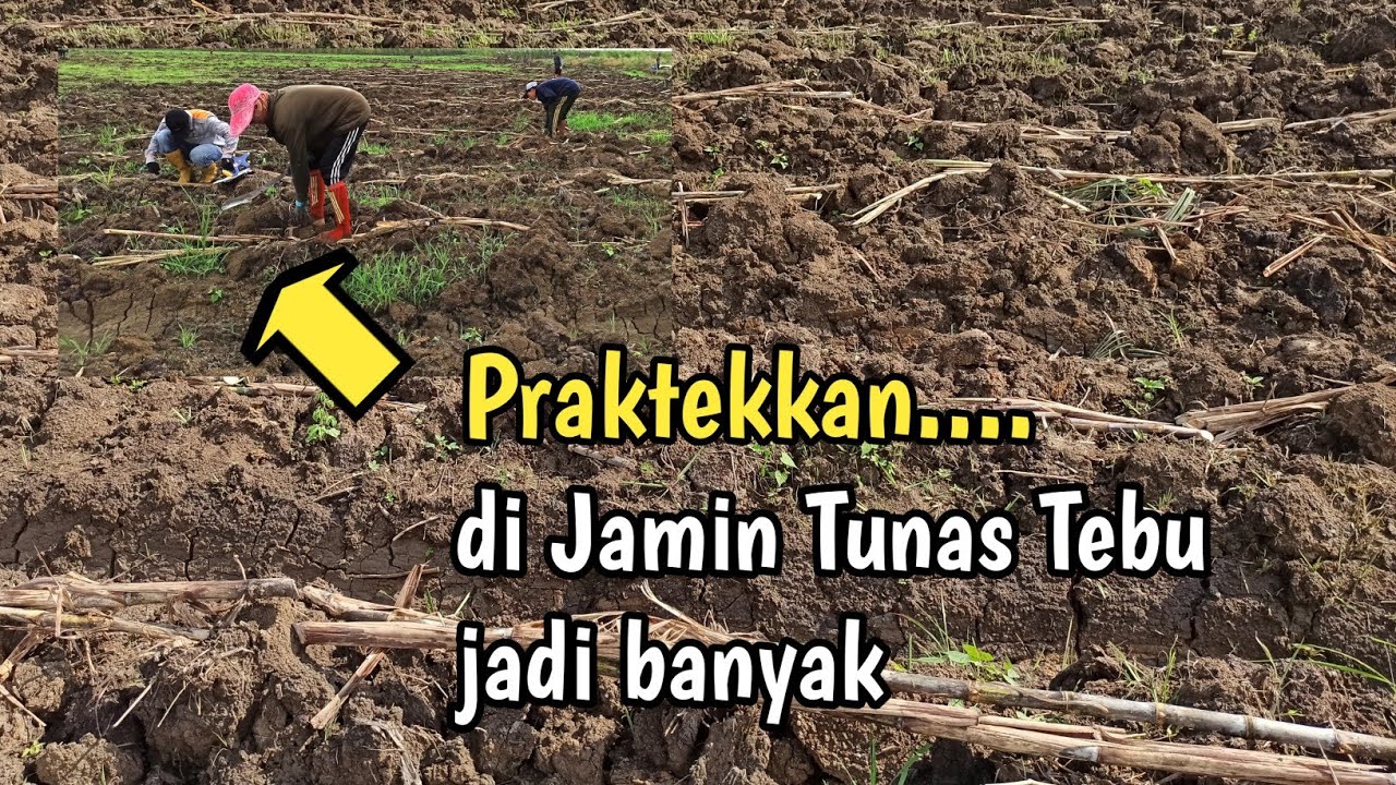 Cara Menanam Tebu yang Baik Agar Banyak Tunas dan Subur - Terbaru 2021