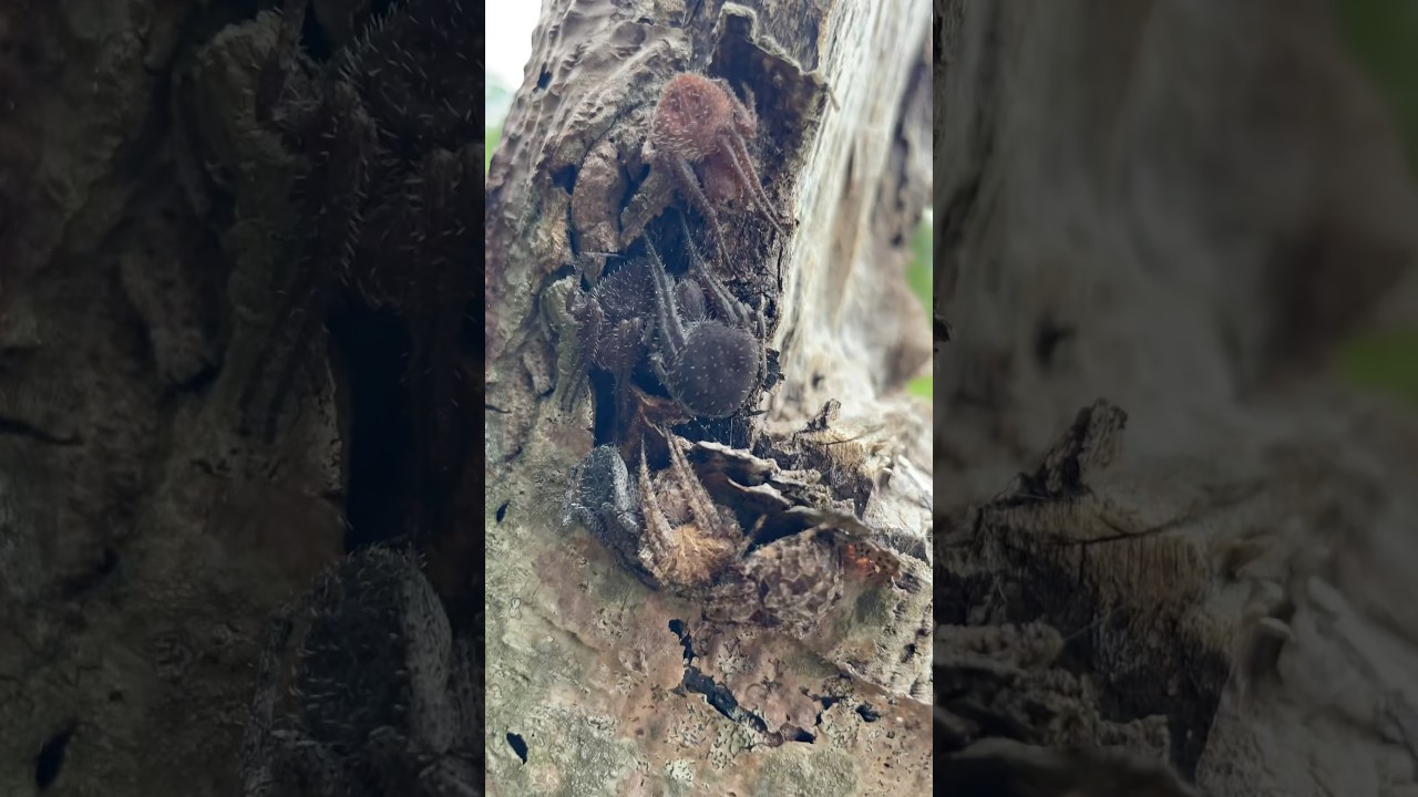 DAMING GAGAMBA😱#shorts  #spider  #gagamba #short