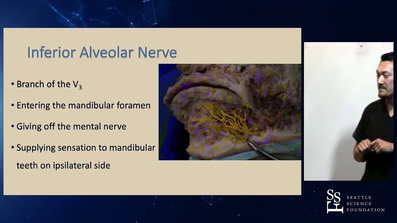 Trigeminal Nerve