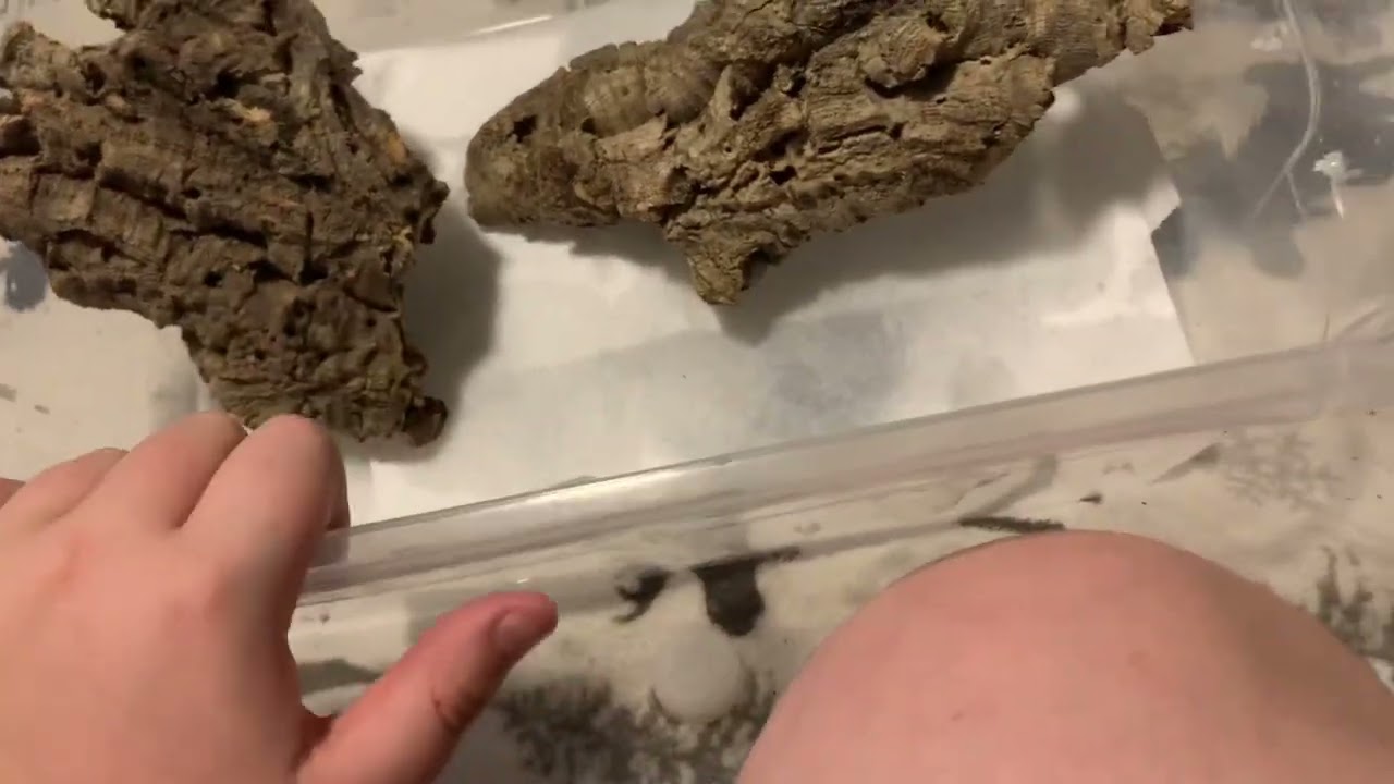 Getting orange blotch plus cage set up