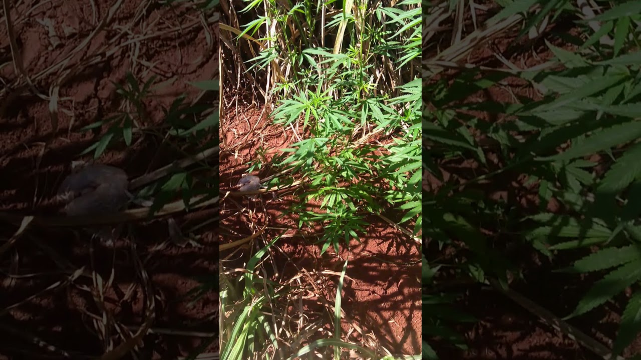 Canabis White mango sorteio Billy grower plantas com fungos ajuda ae !