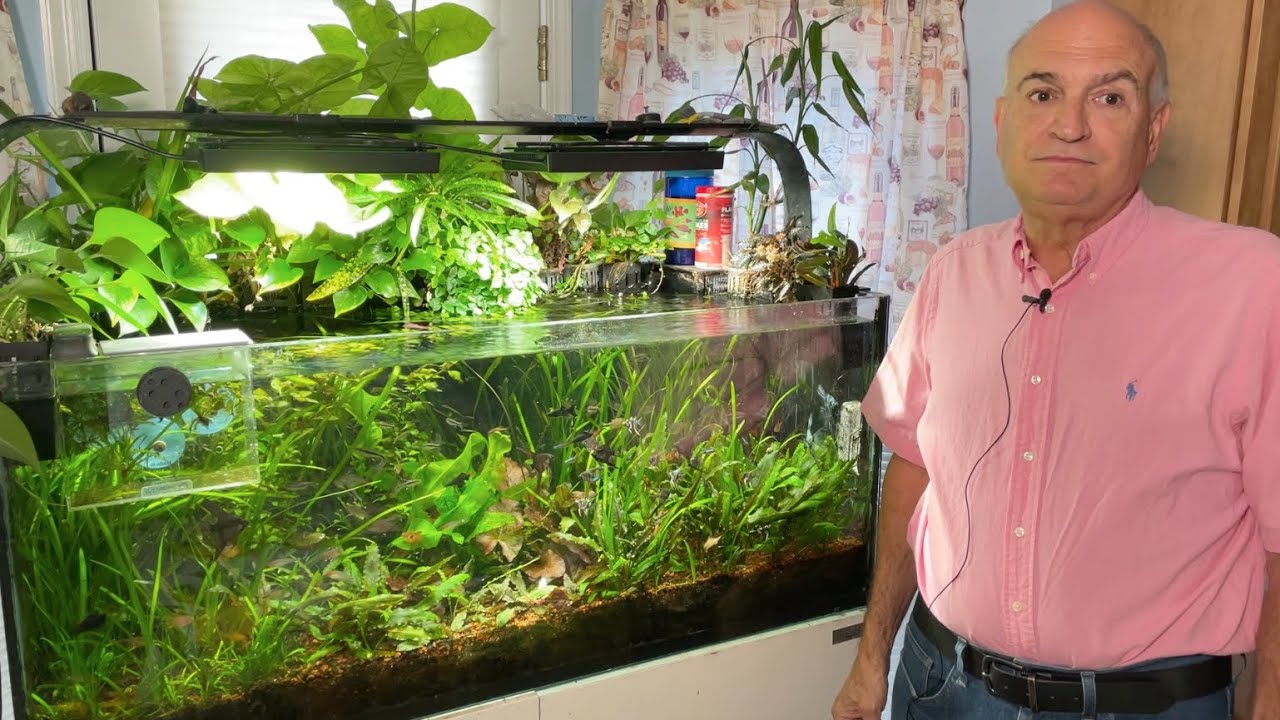 Вы слышали о пресноводном аквариуме Paletta, которому не нужен CO2? Он довольно крутой.