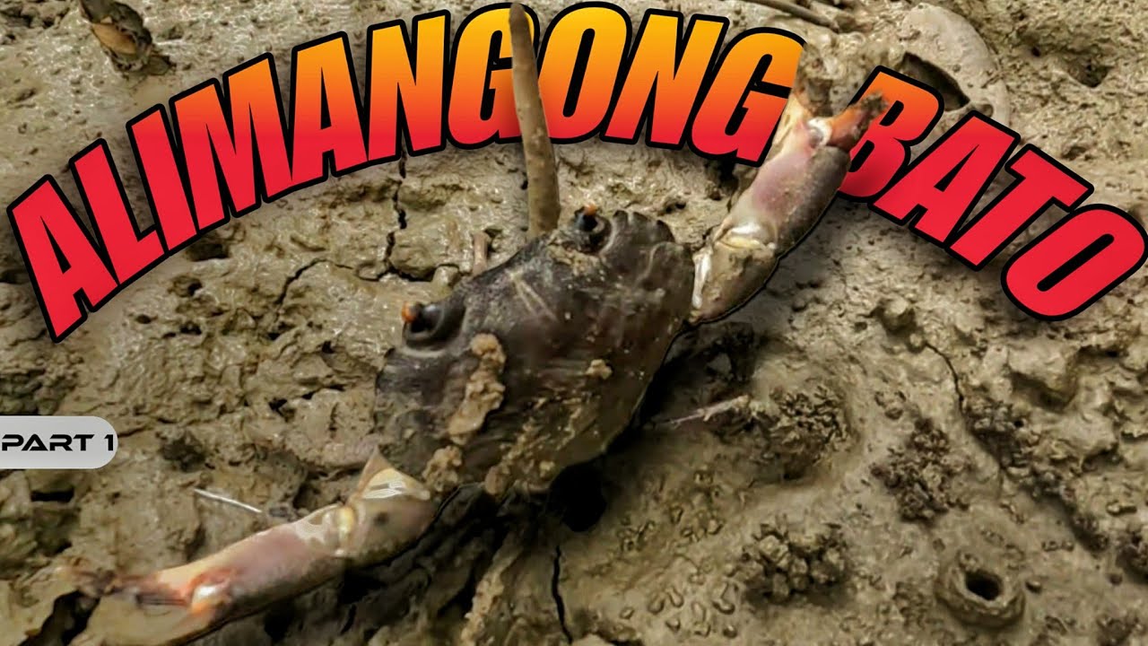 P1 - ALIMANGONG BATO