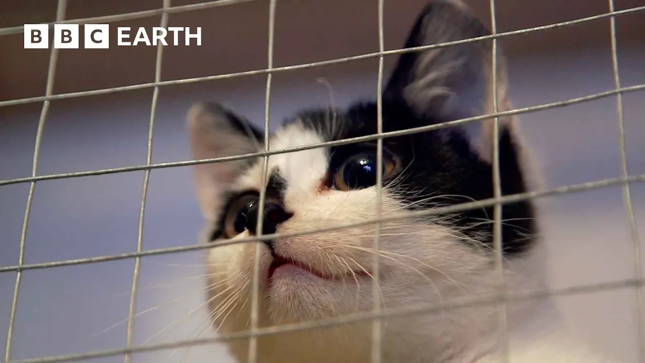 Rescuing a Stray Kitten | Wonderful World of Puppies | BBC Earth Kids