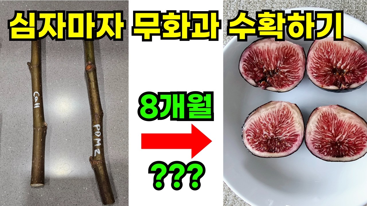 무화과 1년차에 수확하기 [1.삽목]