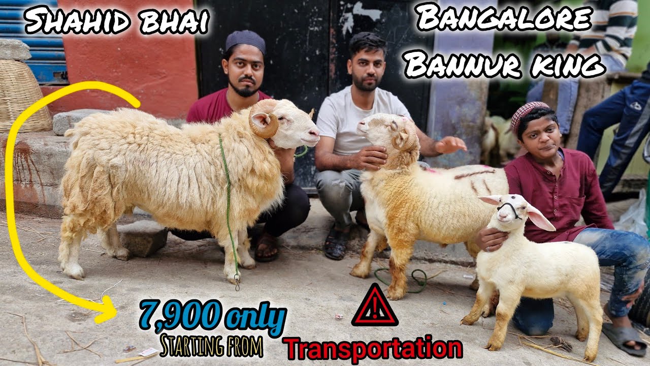Bannur Sheep for sale in bangalore #99022 36542 at very reasonable #bannur