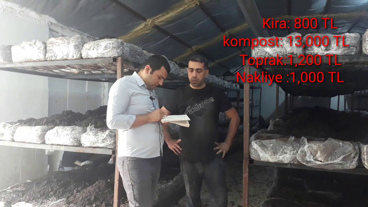 KÜLTÜR MANTARI 0 DAN TESİS KURMA MALİYETİ  #BUİSTEPARAVAR