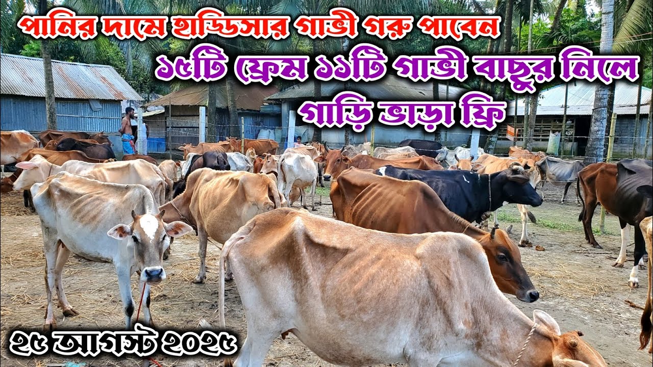 পানির দামে হাড্ডিসার গাভী পাবেন | ১৫টি ফ্রেম ১১টি গাভী বাছুর নিলে গাড়ি ভাড়া ফ্রি | নগর বাংলা টিভি