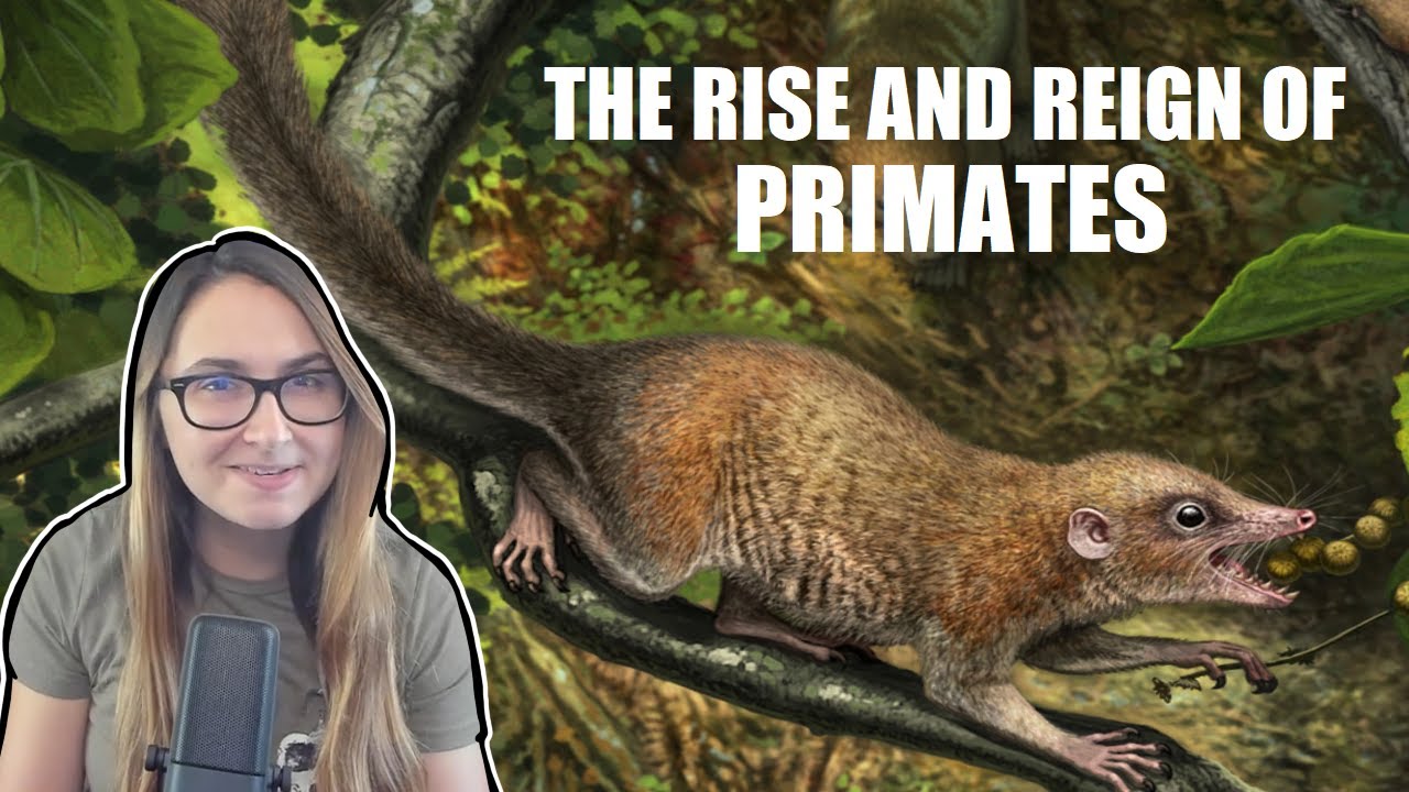 The Rise and Reign of Primates | Purgatorious and Plesiadapiforms
